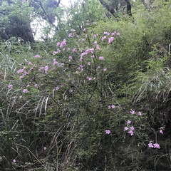 Rhododendron noriakianum