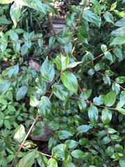 Cephalanthus natalensis