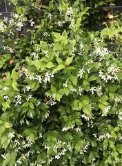 Trachelospermum
