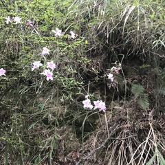 Rhododendron noriakianum