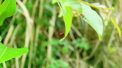 Paratrachelophorus nodicornis