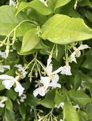 Trachelospermum