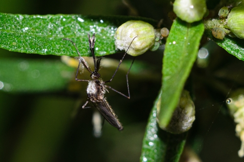 Aedes scapularis photo 4