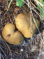 Scleroderma flavidum macrosporum