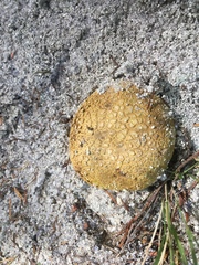 Scleroderma flavidum macrosporum