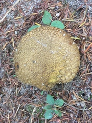 Scleroderma flavidum macrosporum