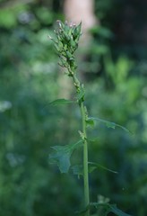Lactuca ludoviciana