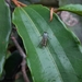 Irwiniella velutina - Photo 由 Andrianiaina Angelo 所上傳的 (c) Andrianiaina Angelo，保留部份權利CC BY-NC