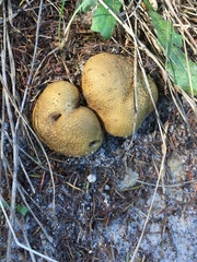 Scleroderma flavidum macrosporum