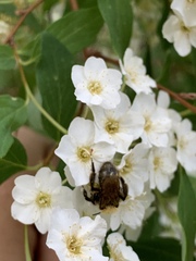 Andrena