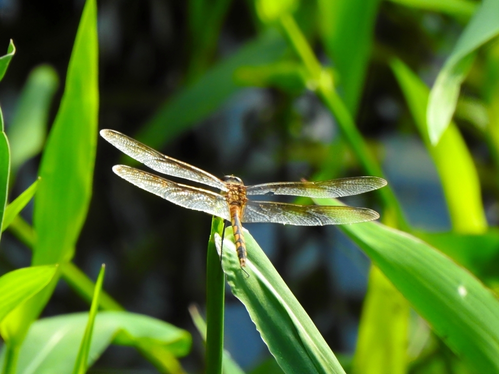 Tawny Pennant