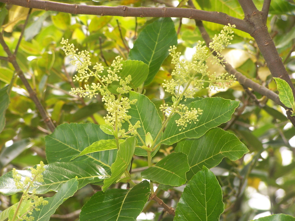 Spiraeanthemum samoense