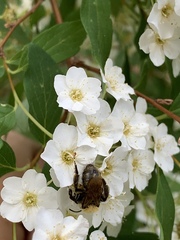 Andrena