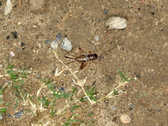 Miogryllus