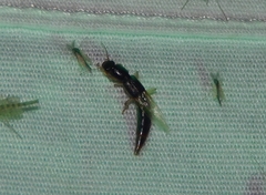 Pinophilus