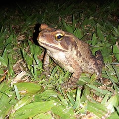 Rhinella henseli