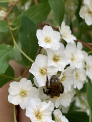 Andrena