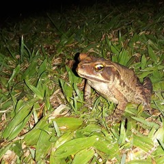 Rhinella henseli