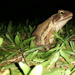 Rhinella henseli
