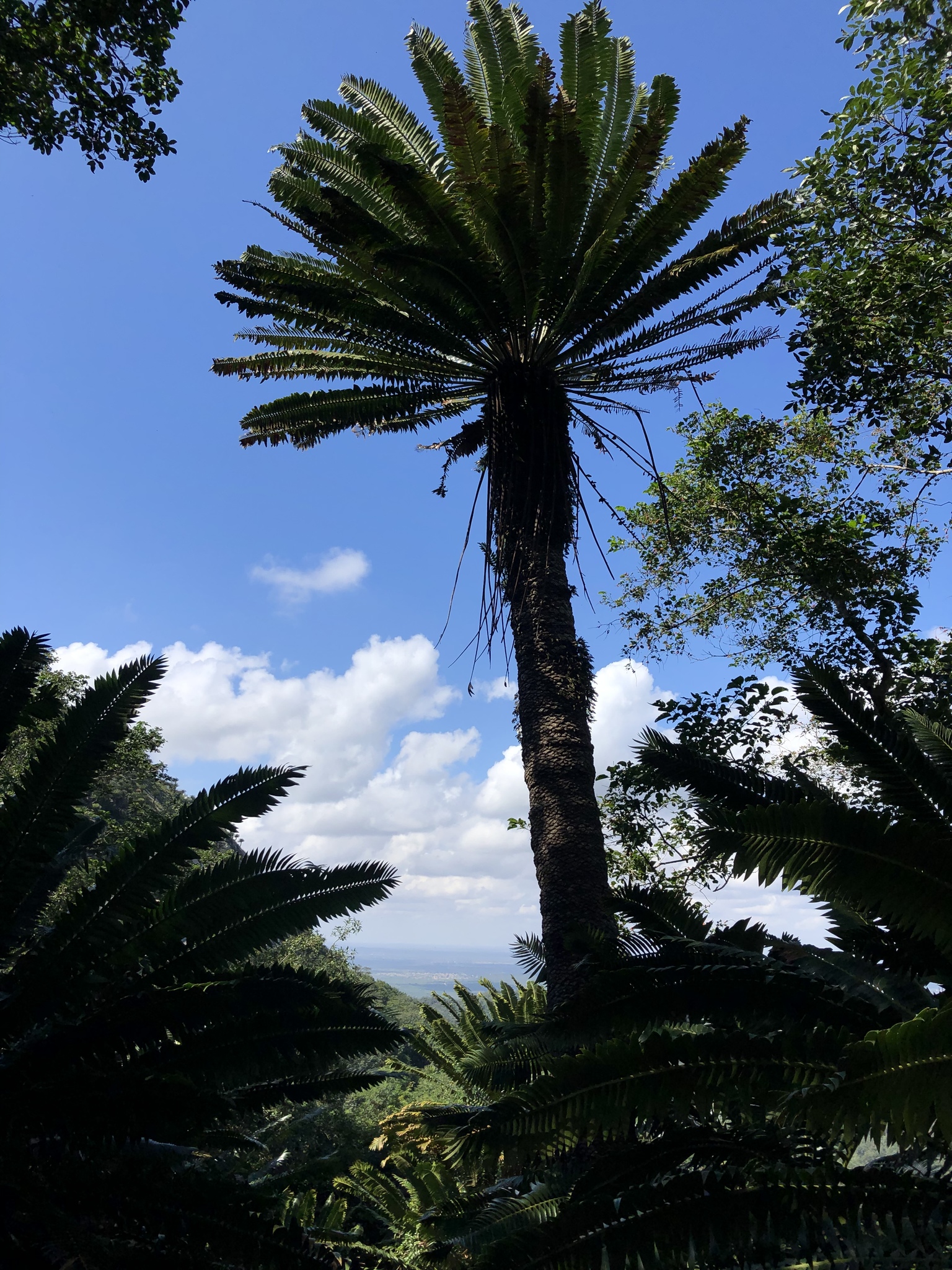 Encephalartos transvenosus