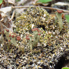 Cladonia subcariosa