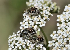 Trichiotinus piger