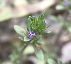 Pogogyne serpylloides