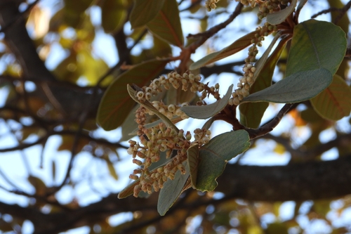 Clethra rosei, photograph 5