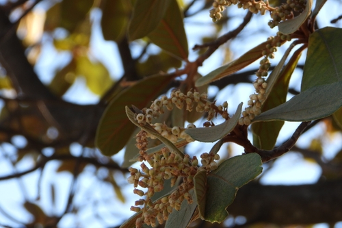 Clethra rosei, photograph 6