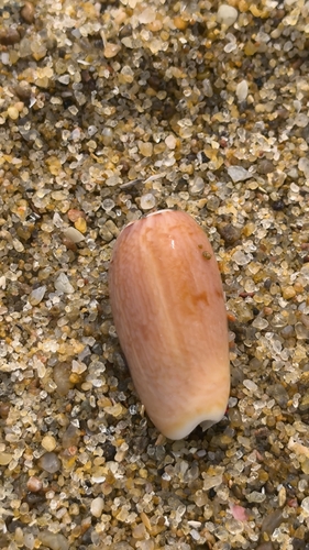 Oliva macleaya