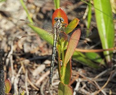 Phanogomphus westfalli