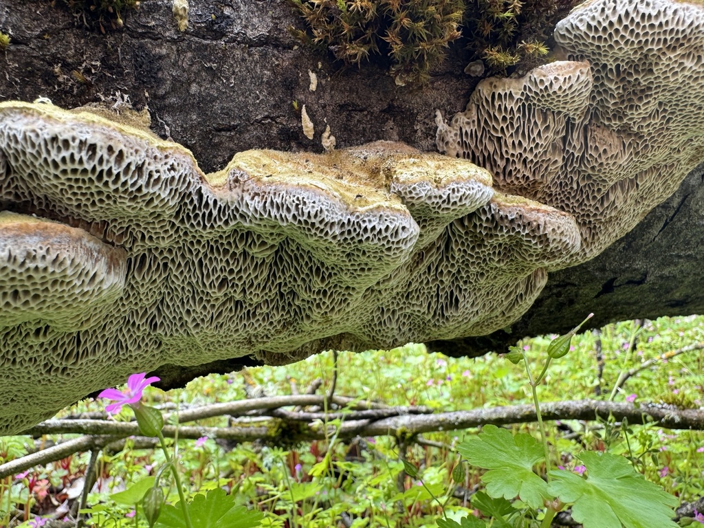 Coriolopsis
