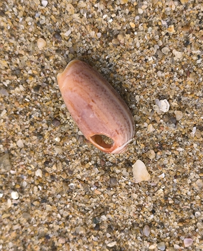 Oliva macleaya observed 2024-04-21