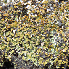 Cladonia strepsilis