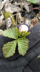 Rubus pubescens