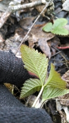 Rubus pubescens