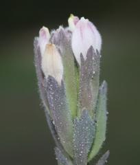Chloropyron maritimum palustre