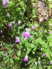 Collinsia multicolor