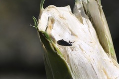 Scyphophorus yuccae