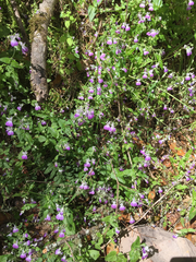 Collinsia multicolor