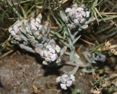 Chloropyron maritimum palustre
