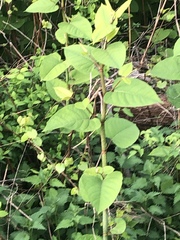 Reynoutria × bohemica