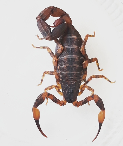 Tityus costatus