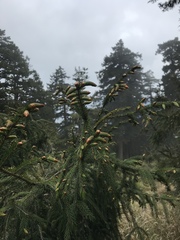 Picea morrisonicola