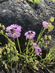 Allium unifolium