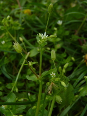 Stellaria media