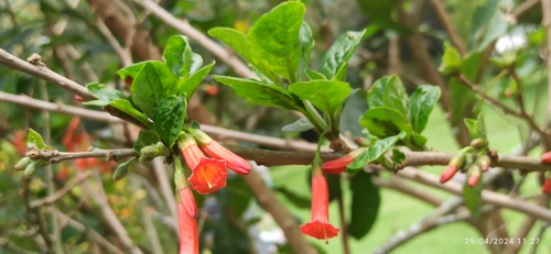 Image of Iochroma fuchsioides by (c) Diego Inclan, some rights reserved (CC BY)