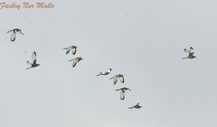 Pheasant-Tailed Jacana photo 6