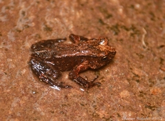 Kandyan Dwarf Toad photo 4