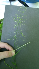 Poa sylvestris